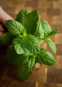 Fresh mint leaves held in a hand